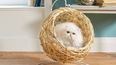Aldi is selling hanging egg chairs for cats and they’re so friggin’ cute