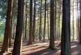 A new ‘forest bathing’ experience is coming to Wicklow