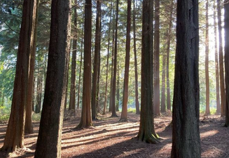 A new ‘forest bathing’ experience is coming to Wicklow