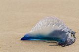 Caution advised to Irish sea swimmers as Man O’War jellyfish is spotted in Waterford