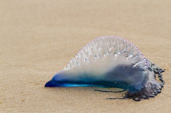 Caution advised to Irish sea swimmers as Man O'War jellyfish is spotted in Waterford
