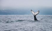 Up to three humpback whales have been spotted off the coast of West Clare!