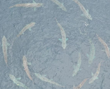 Cue the Jaws theme tune, basking sharks have been spotted on the Clare coast!