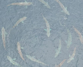 There were a lot of unexpected visitors to Irish waters this week.. who will we see next?