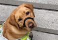 Meet Josie the guide dog in this gorge TikTok
