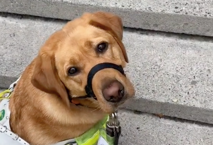 Meet Josie the guide dog in this gorge TikTok