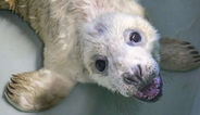 Seal Rescue Ireland have issued advice to follow during Grey Seal Pupping Season