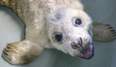 Seal Rescue Ireland have issued advice to follow during Grey Seal Pupping Season