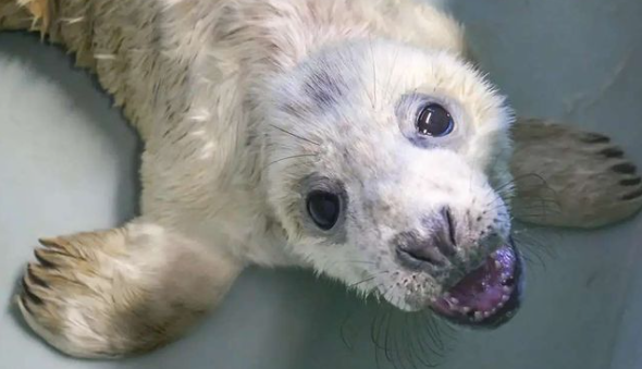 Seal Rescue Ireland have issued advice to follow during Grey Seal Pupping Season