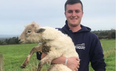 This Kerry farmer is an essential TikTok follow