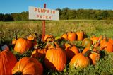Get down to this Wicklow pumpkin patch for all the autumn vibes