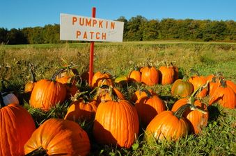 Get down to this Wicklow pumpkin patch for all the autumn vibes