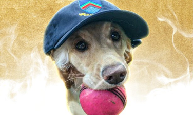 Dazzle the dog wins additional Player of the Month with the ICC