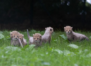 Fancy naming these cheetah cubs at Fota Wildlife Park?