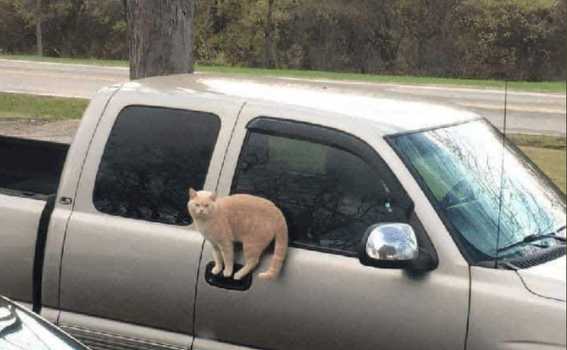 cat balancing on the door handle of a pick up truck