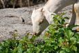 Goats help clear weeds for this Cork city school