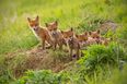 A bit of wholesome Wednesday content as man feeds local foxes by the Dodder River