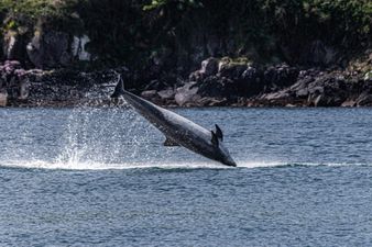 A Fungie Memorial is set to take place a year after the dolphin’s disappearance