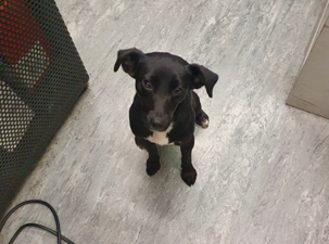 Dog that took train from Newbridge to Heuston has been reunited with her owner