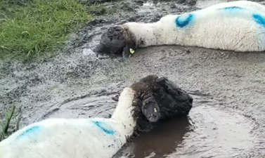 Watch these Wicklow sheep enjoying a self imposed spa treatment