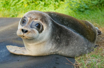 If you're in the market for some wholesome content, check out this Seal Rescue Ireland video