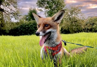 Emotional rollercoaster as this pet fox went missing, but all's well that ends well