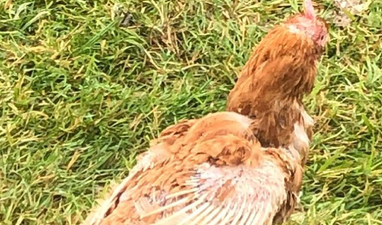 In need of some wholesome Thursday content? Look no further than the friendship between this man and his chicken!