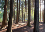 You can now go forest bathing in Wicklow – would you try it?