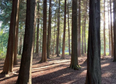 You can now go forest bathing in Wicklow – would you try it?