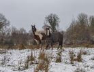Kildare animal rescue appeals to public to foster horses over the winter months
