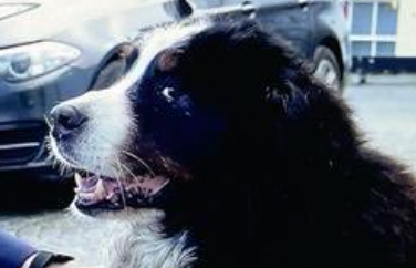 Close up of one of Michael D Higgin's dogs on a meeting with the Taoiseach