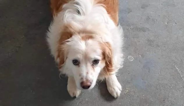 white and ginger dog laying down looking at the camera
