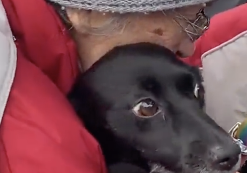 ukranian woman reunited dog