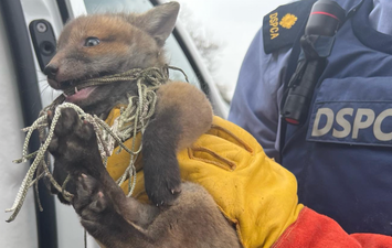 ‘Please put football nets away at night time’ urges DSPCA after fox cub is caught in net