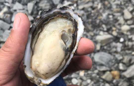 a hand holding an oyster with a stony beach in the background