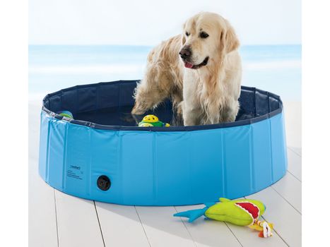 golden retriever dog in a blue paddling pool