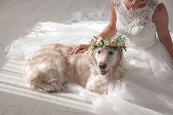 Ireland’s top pet-friendly wedding venues have been revealed