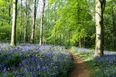 10 of the most beautiful places to see bluebells in Ireland