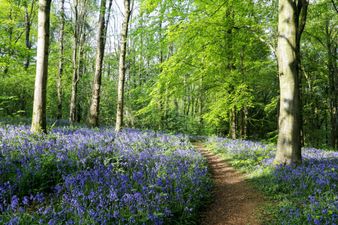 10 of the most beautiful places to see bluebells in Ireland