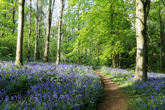 a forest with bluebells covering the ground and a path growing through them