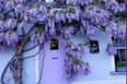 This 'wisteria house' in Kilkenny is visited by admirers from all over Ireland