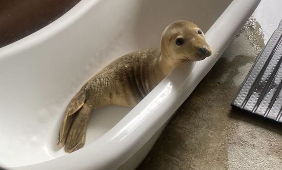 seal rescue ireland