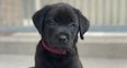 Puppy raising volunteers are urgently needed for Irish Guide Dogs across Ireland