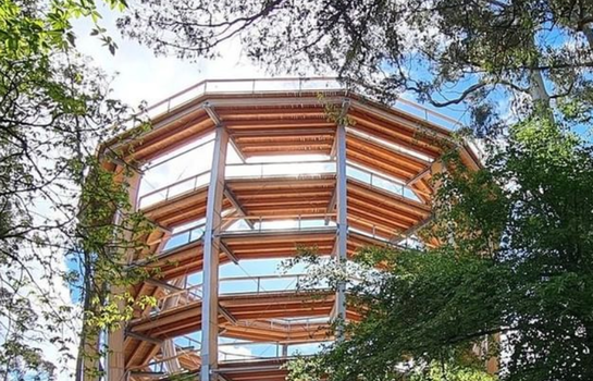 wooden multi-storey walking platform surrounded by trees