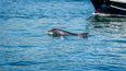 Multiple sightings of dolphins off the coast of Donegal