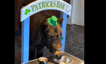 A Guinness-drinking Pony called Patrick has been named Mayor of a small English village