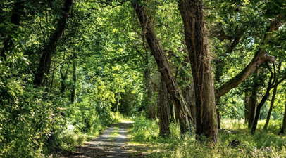 Co. Down woodland park reopens to public after 500 years