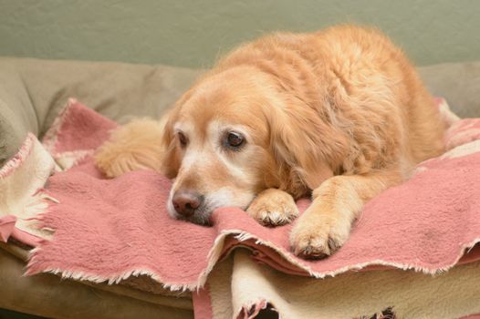 retriever dog lying on a pink blanket looking sad
