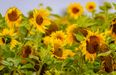 Donegal woman grows sunflower field in honour of late family
