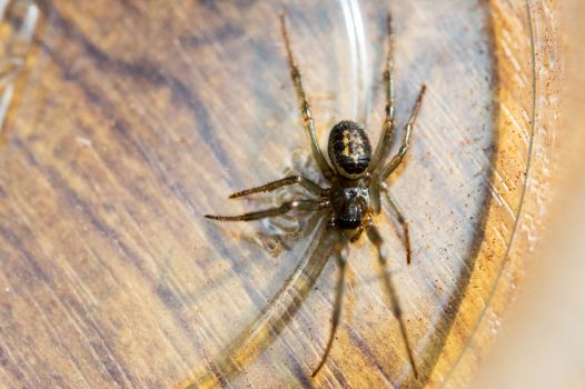 noble false widow spider on top of a wooden barrel